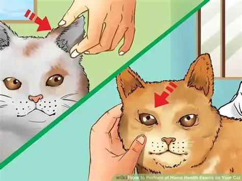 Swiss Veterinary Clinic