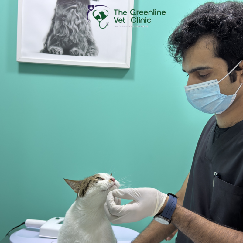Deworming helps protect your pet from hidden parasites and keeps them healthier from the inside out. 🐱🐾