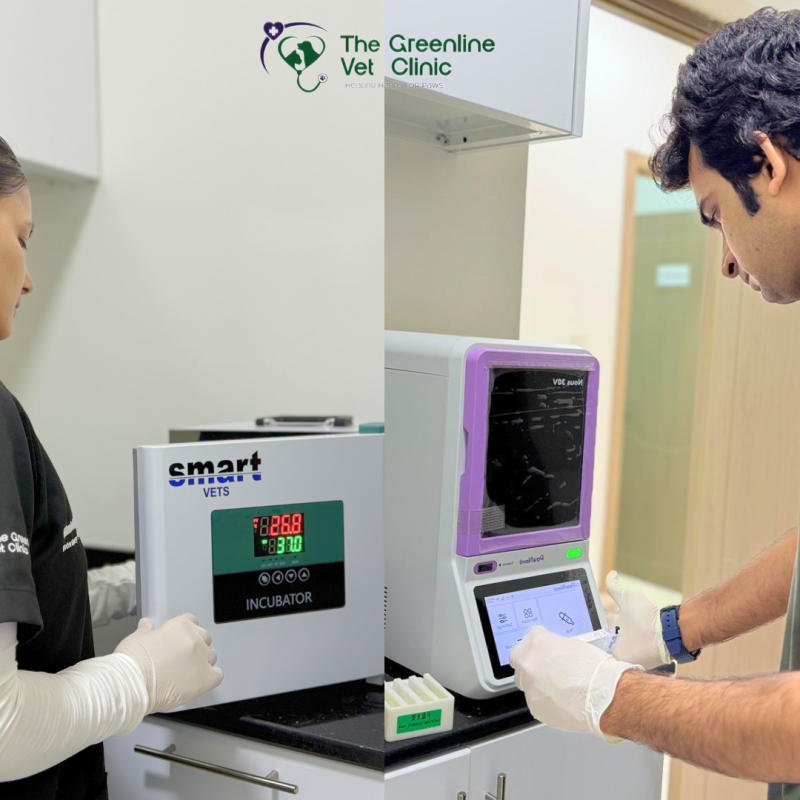 PCR & Toxicity / Lab Testing Advanced in-clinic testing to support faster diagnosis and better treatment decisions for your pet. 🔬🐾