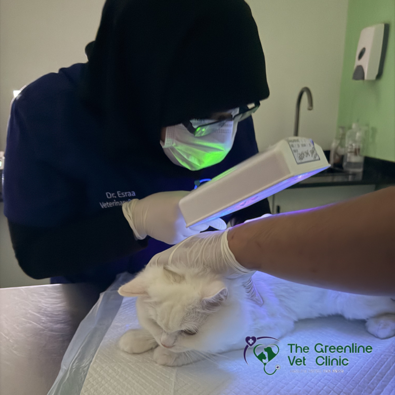 Skin and coat checks help us detect problems early and keep pets comfortable. 🐾