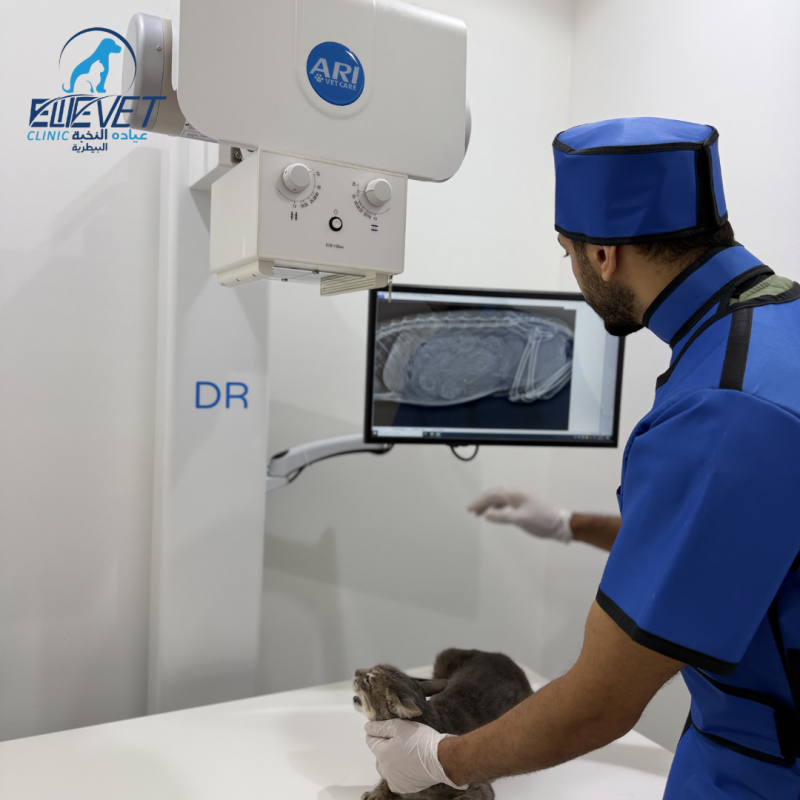 X-ray and diagnostic services available.