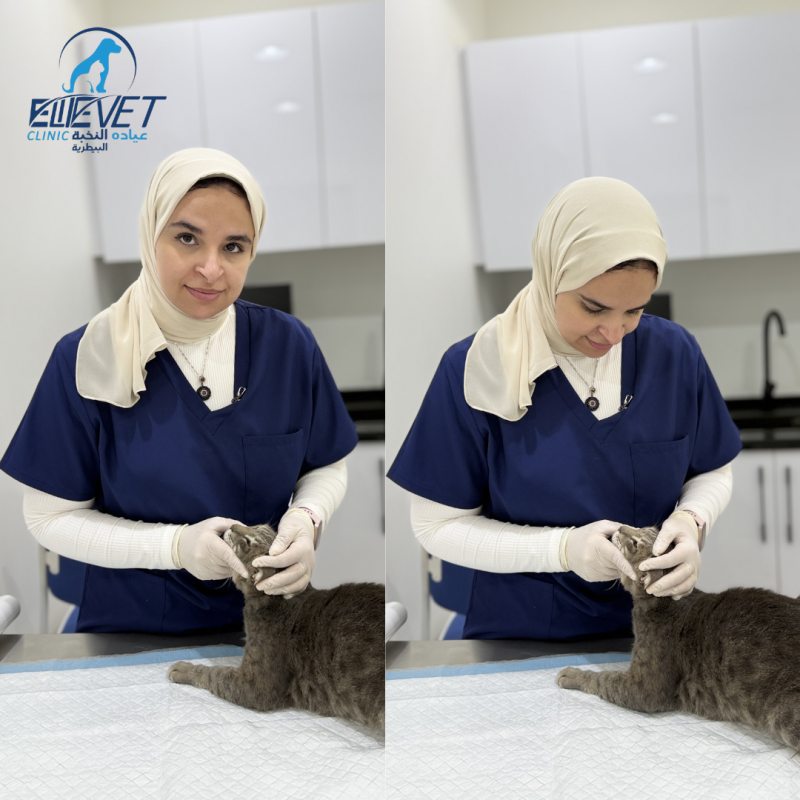 Gentle handling during veterinary care.