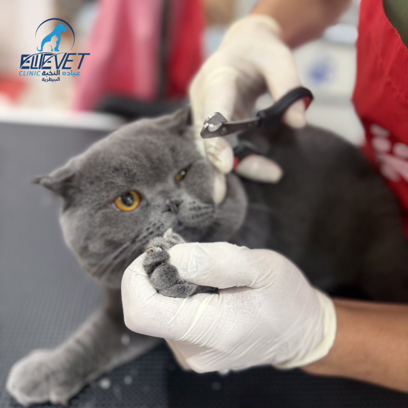 Gentle grooming care at Elite Vet Clinic — clean, comfortable, and handled with care.